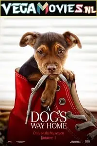 a dogs way home 2019 , vegamovies3
