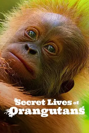 secret lives of orangutans 2024 , vegamovies3
